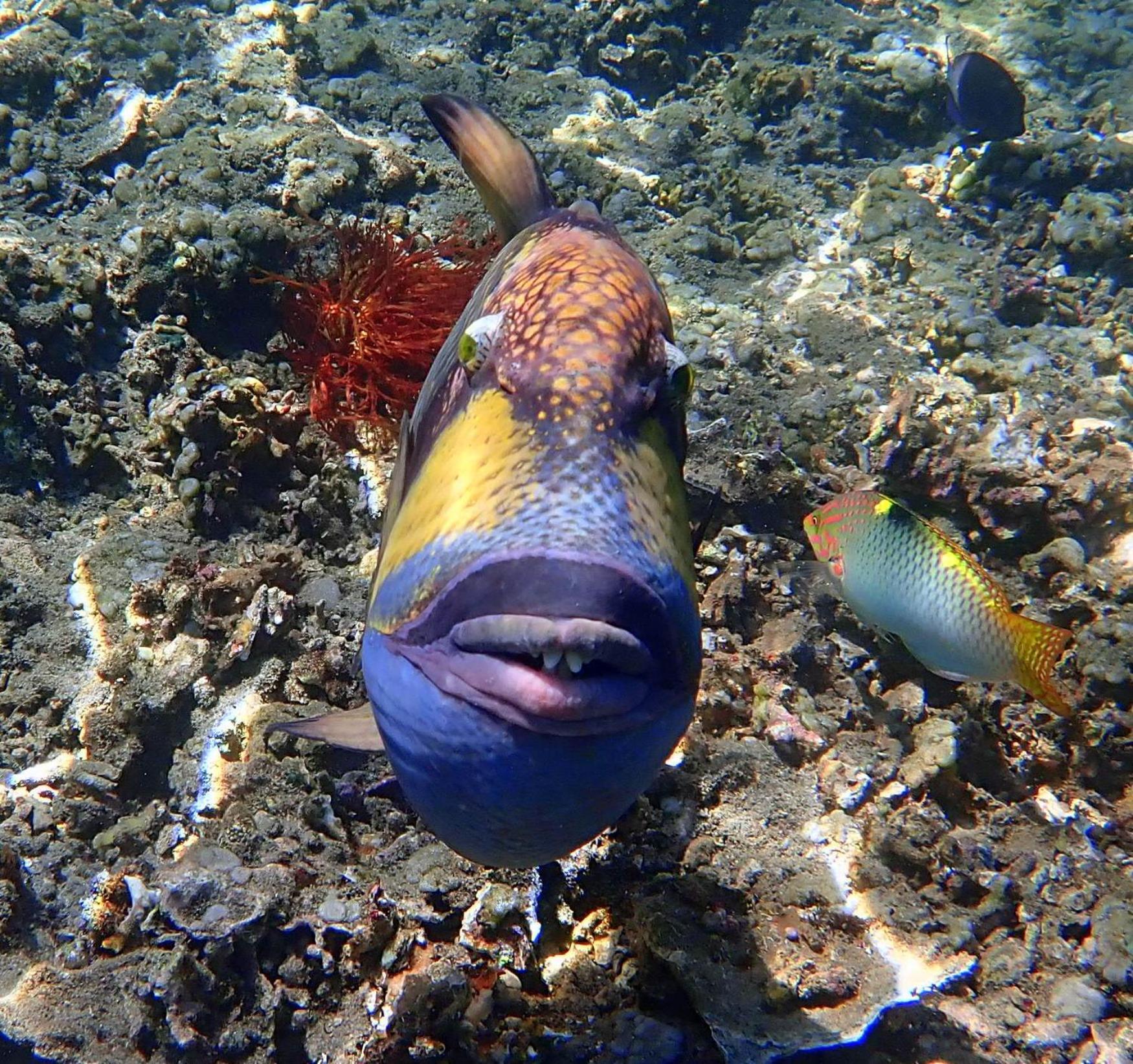 Hotel United Colors Of Lembongan Nusa Lembongan Zewnętrze zdjęcie